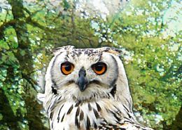 Watching You