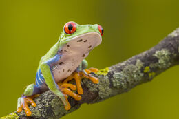 Red Eyed Green Tree Frog