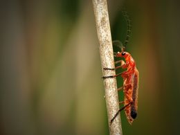Red Soldier Beetle