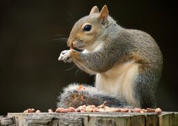 Nuts About Nuts