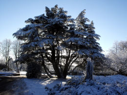 Cemetry Yew Tree