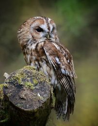 Tawny Owl