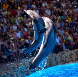 The Dolphin Show