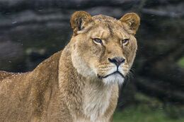The Snow Lioness