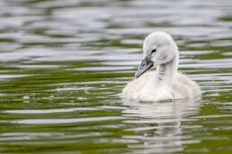 The Solo Cygnet