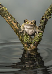 Victorious Frog