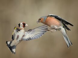 Mid Air Dispute