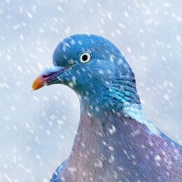 Wood Pigeon In Snow