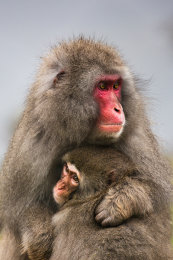 Snow Monkey