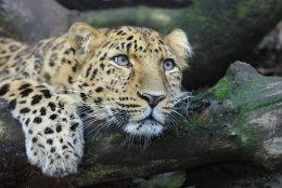 Amur Leopard