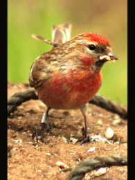 Red Spot Male