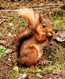Red Squirrel