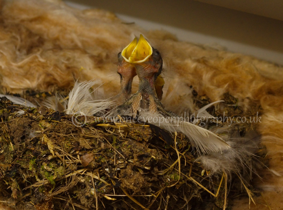 Swallow Chicks 2014