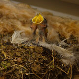 Swallow Chicks 2014