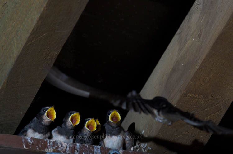 Swallow chicks of 2013