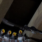 Swallow chicks of 2013