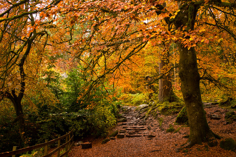 Step into Autumn