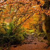 Step into Autumn
