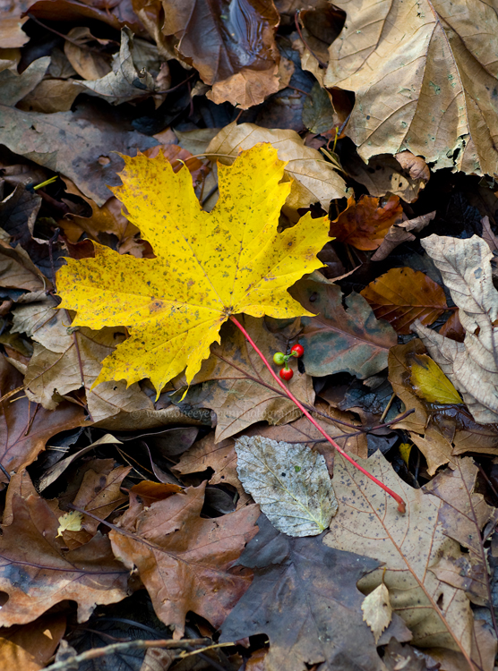 Autumn colours 2017