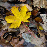 Autumn colours 2017