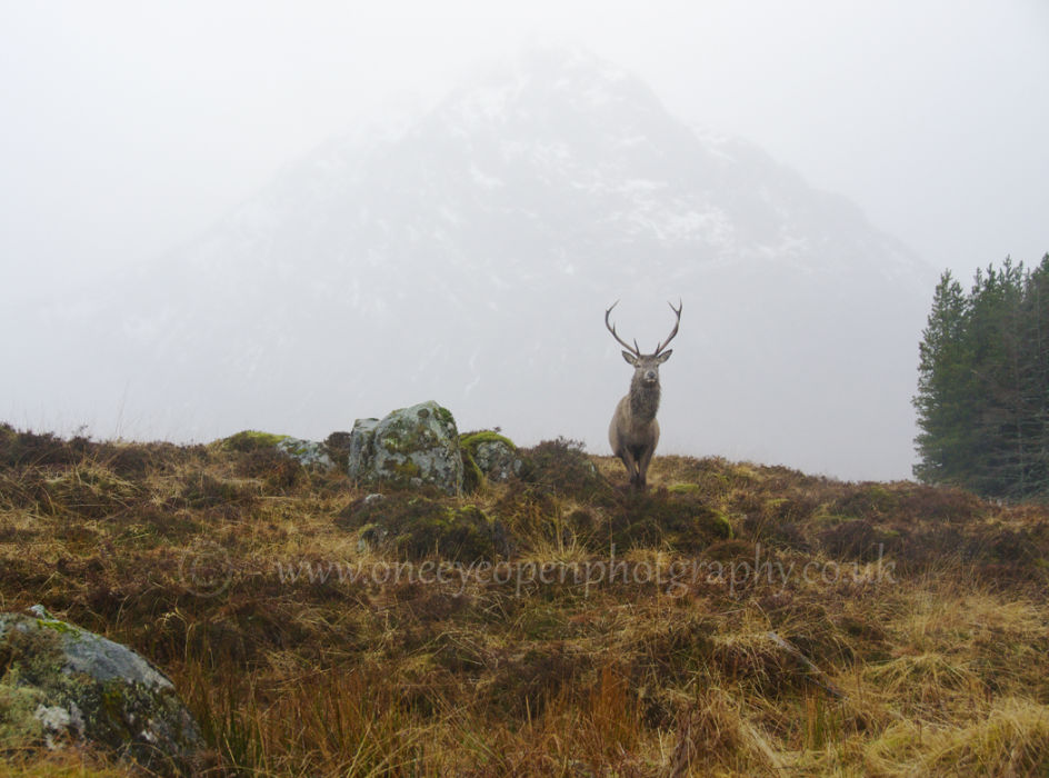 Kings House Stag