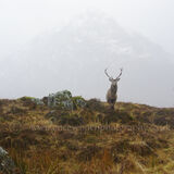 Kings House Stag