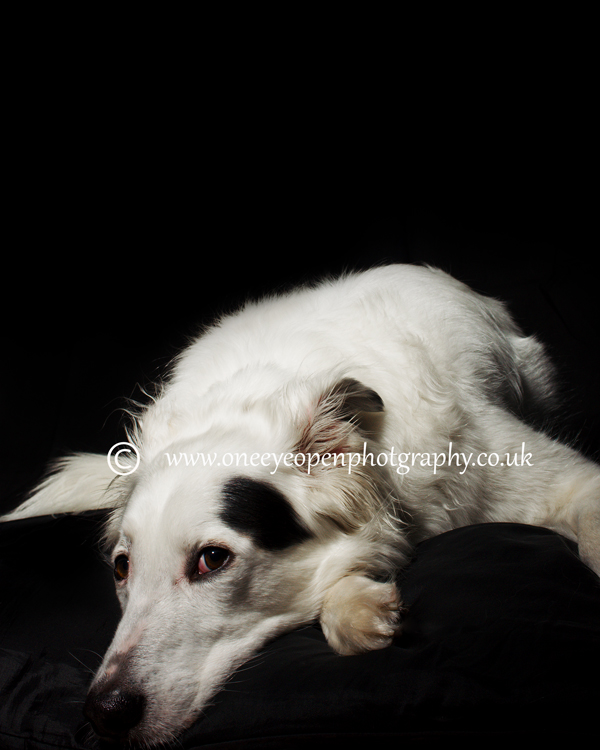 Pet portrait