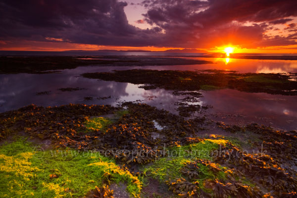 Seaweed sunset