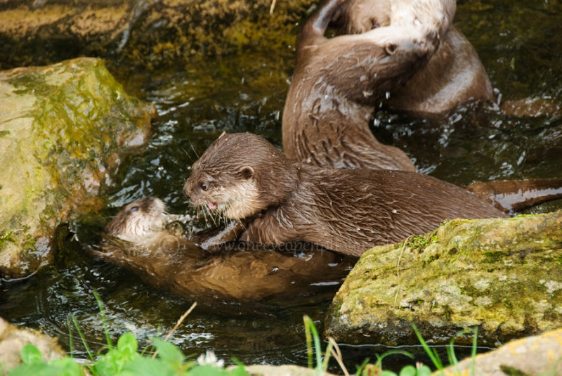 Asian Otter 2. (Aonyx cinerea),