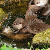 Asian Otter 2. (Aonyx cinerea),