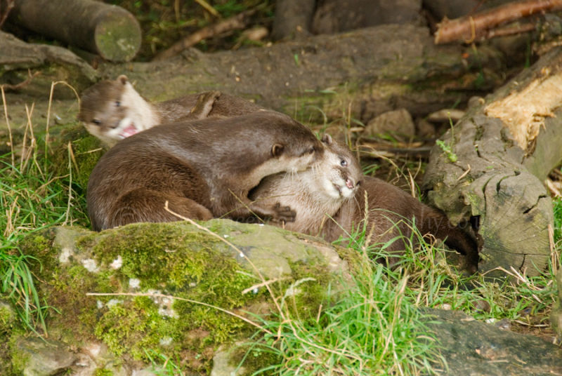 Asiatic Otter 1 (Aonyx cinerea),