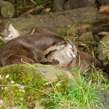 Asiatic Otter 1 (Aonyx cinerea),