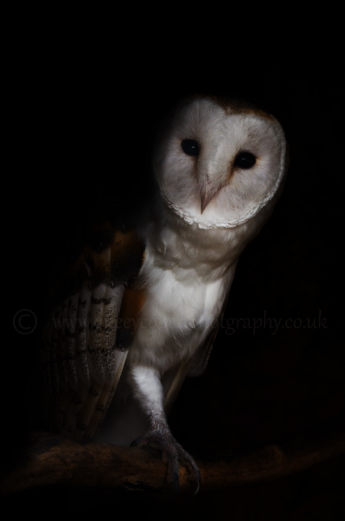 Barn Owl (captive)