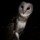 Barn Owl (captive)