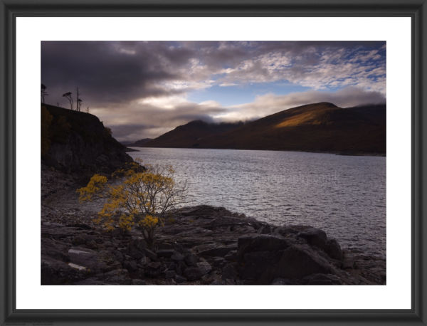 Lone tree.