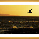 Curlew