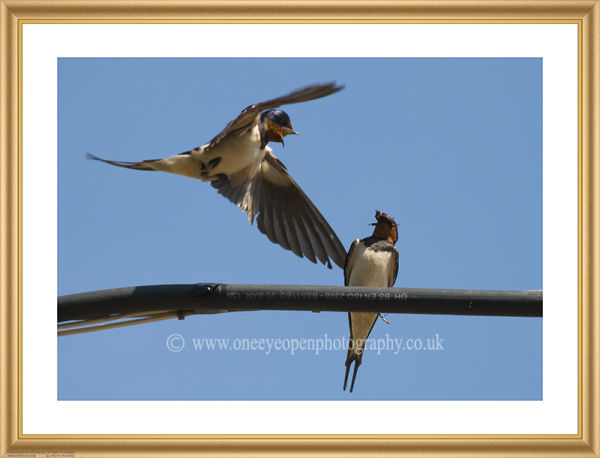 Swallow attack.