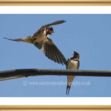 Swallow attack.