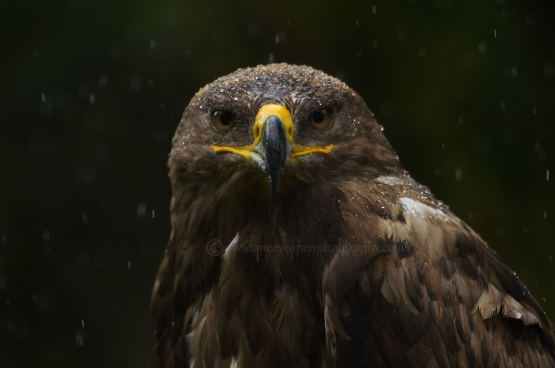 Steppe Eagle (captive)