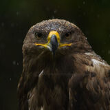 Steppe Eagle (captive)