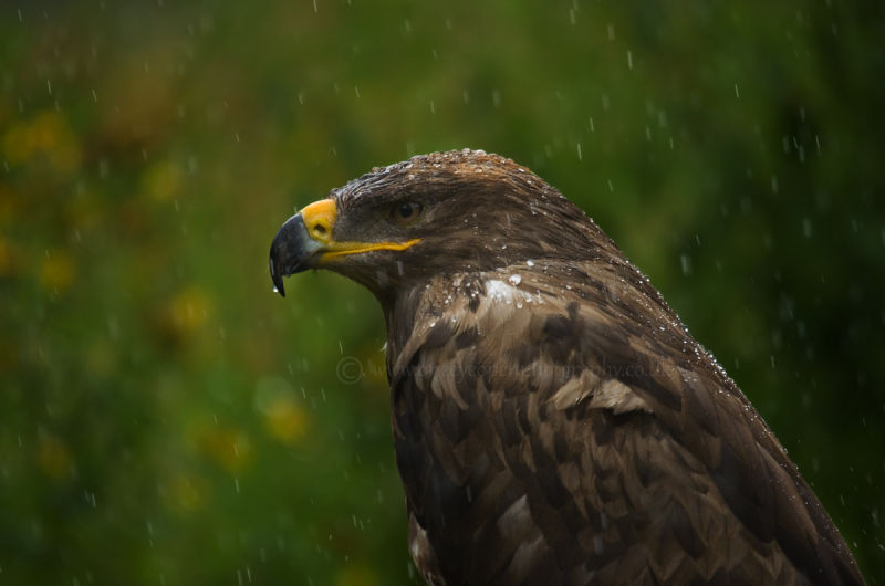 Steppe eagle 2 (captive)