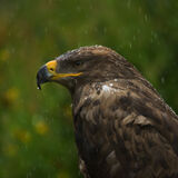 Steppe eagle 2 (captive)