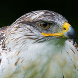 Ferruginous Hawk (captive)