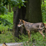 Wolves 2