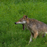 Wolf 3 (captive)