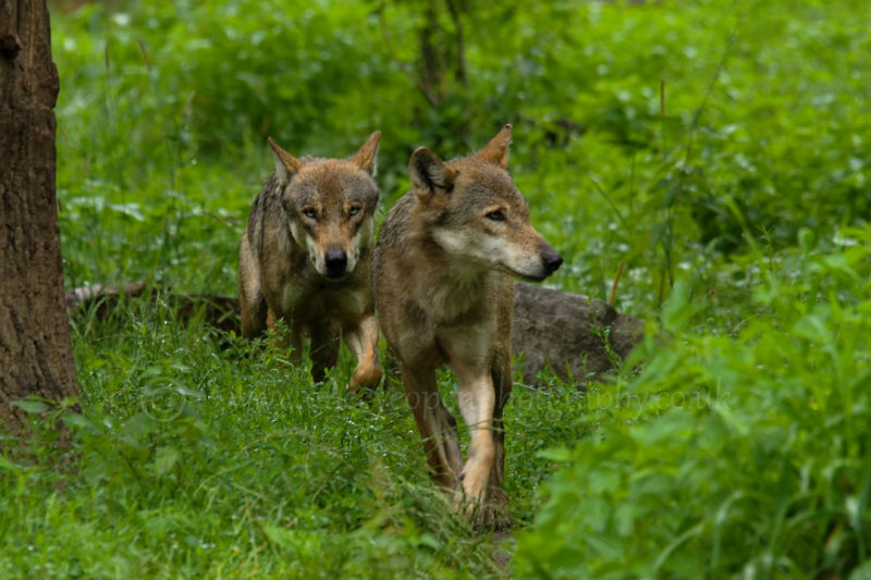 Wolf1