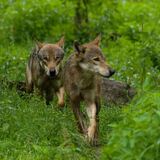 Wolf1