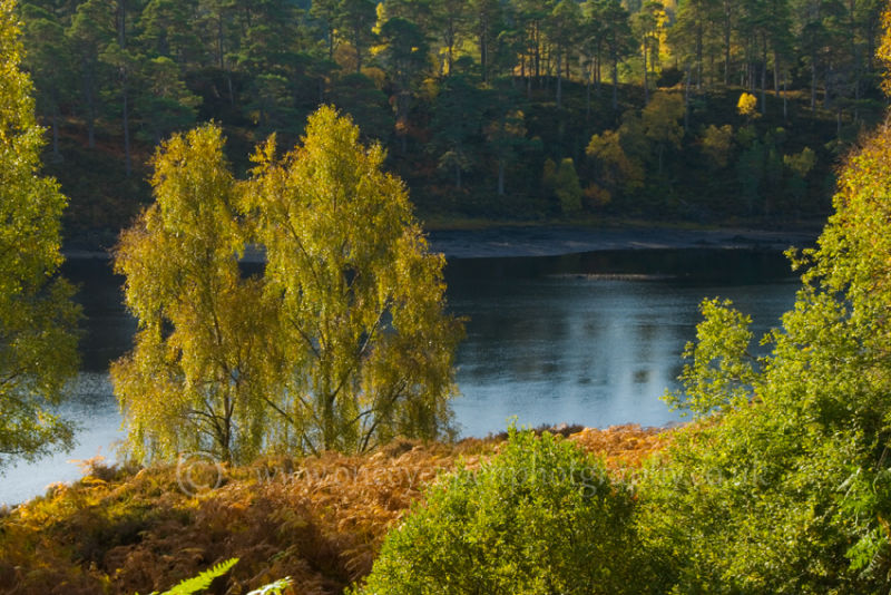 Autumn in Affric