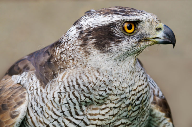 Goshawk (captive)