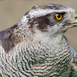 Goshawk (captive)